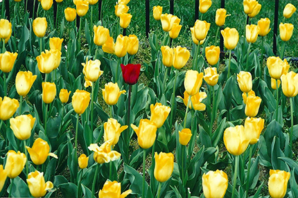 RedTulip-unique-BilTookPic-2013-06-12 -web