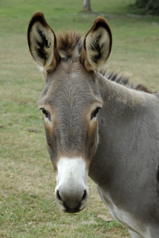 donkey-face-dreamstime_s_2773786