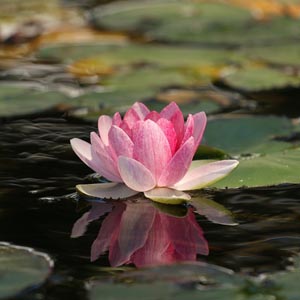 meditation-healing-lotus-Pixabay